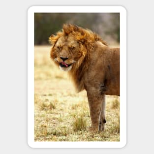 Mmmmm...Nice ! The Male Lion After Copulation, Maasai Mara, Kenya Sticker